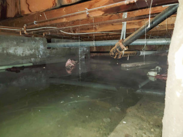 Best Carpet water damage restoration  in Englewood, NJ